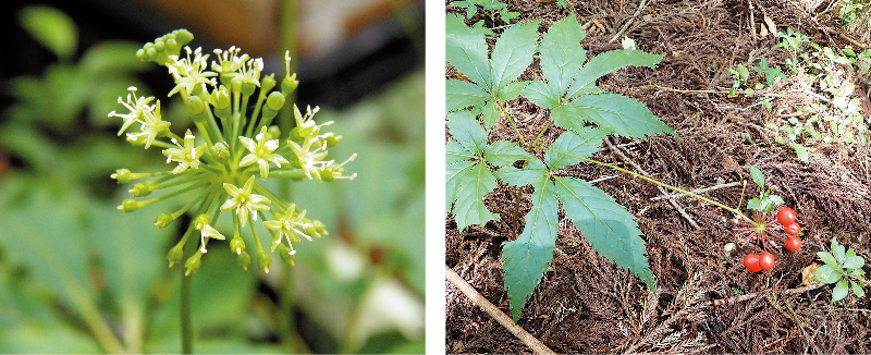 トチバニンジン | 熊本大学薬学部薬用植物園 薬草データベース