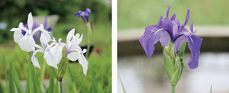 カキツバタ