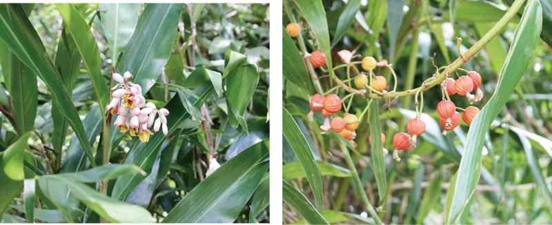 ゲットウ | 熊本大学薬学部薬用植物園 薬草データベース