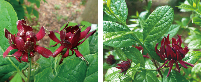 アメリカロウバイ