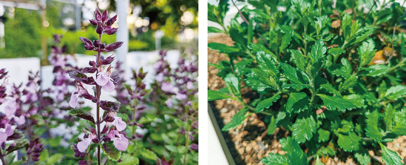 ウォールジャーマンダー