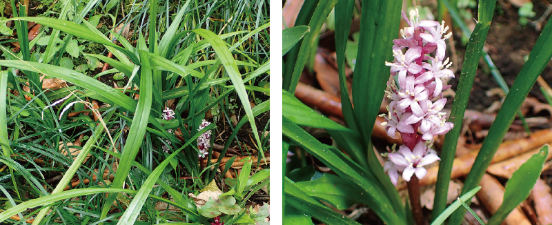 キチジョウソウ