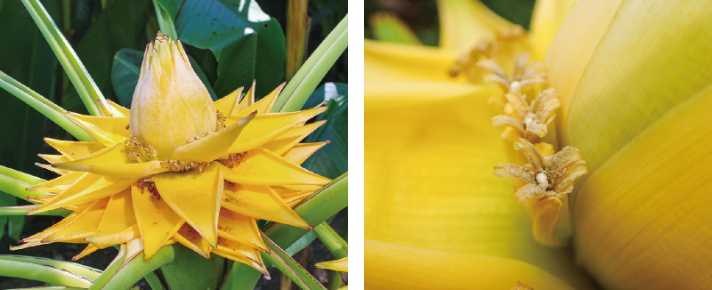 チユウキンレン