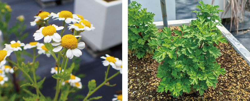 フィーバーフュー