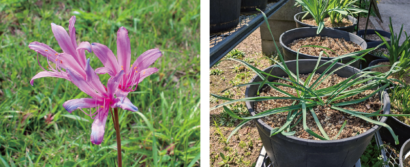 リコリス・スプレンゲリー