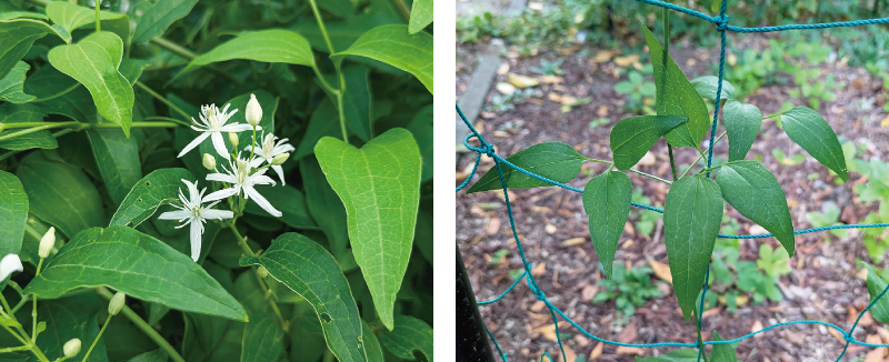 サキシマボタンヅル