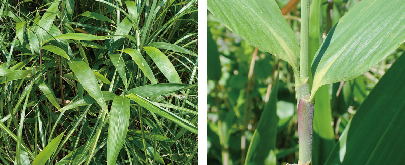 イッショウチザサ