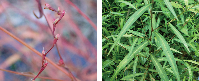 サイコクヌカボ