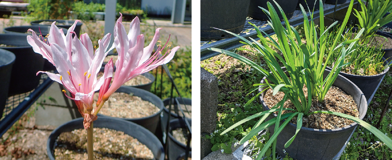 タヌキノカミソリ