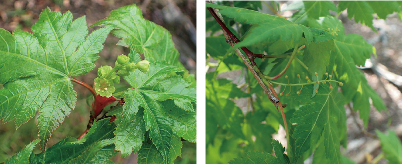 ナンゴクミネカエデ