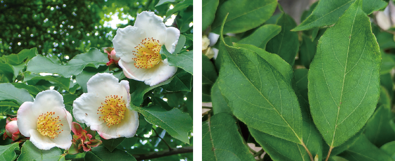 ヒコサンヒメシャラ