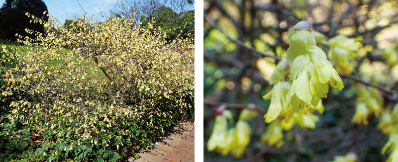 ヒュウガミズキ