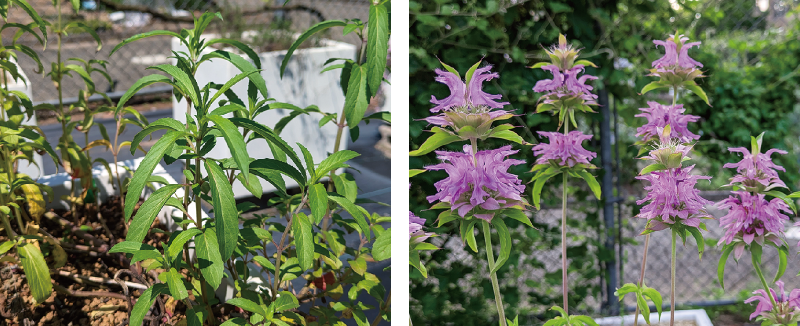 レモンベルガモット